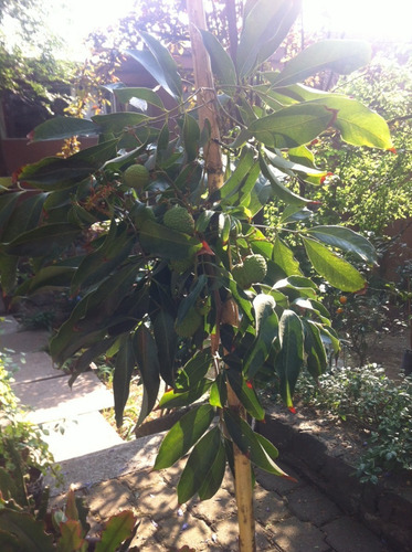 Frutales: Lichis