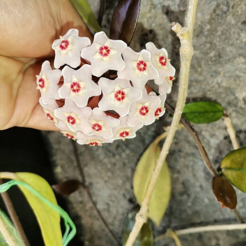 Clepia La Hoya Flor De Cera Trepadora Ornamental | Cuotas sin interés