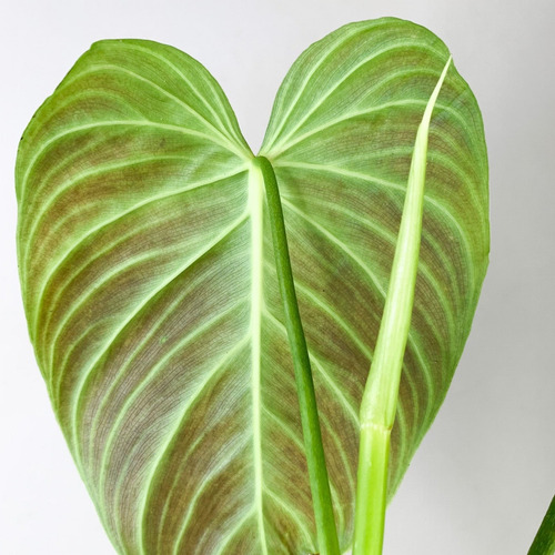 Philodendron Splendid (melanochrysum X Verrucosum)