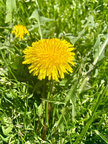 Diente De León Orgánico Agroeco Hierbas Infusiones 50gr