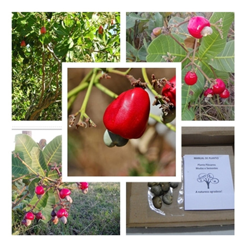 Cajuí Vermelho Do Cerrado ( Anacardium Humile) - 30 Sementes