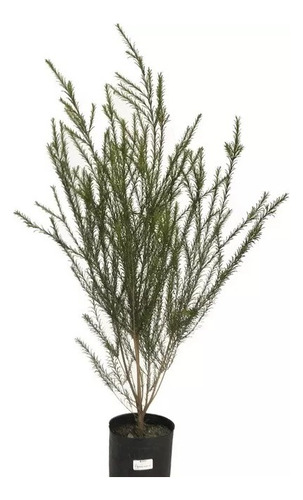 Melaleuca Linearifolia 10lts