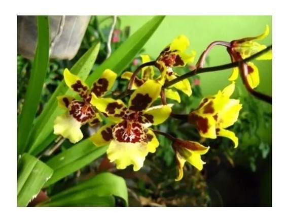 Orquidea Colmanara | MercadoLivre 📦