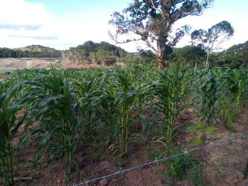 Área De Terra Com 12 Tarefas