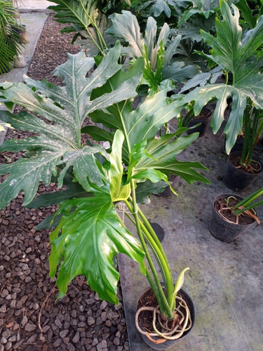 Planta Filodendro Misionero - Interior - Envío Gratis Amba