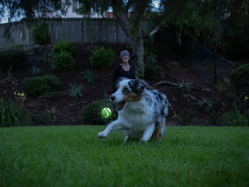 Juguete para perros Chuckit Max Glow Ultra Squeaker Ball, color verde medio