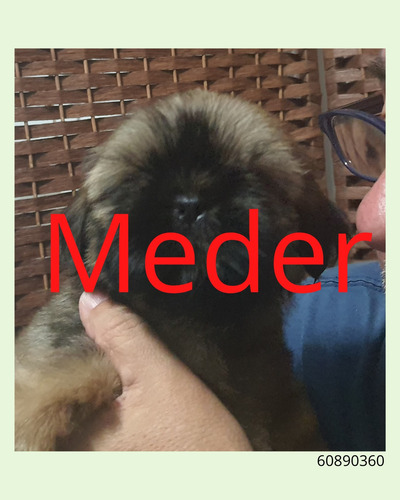 Imagen 9 de 9 de Shih Tzu