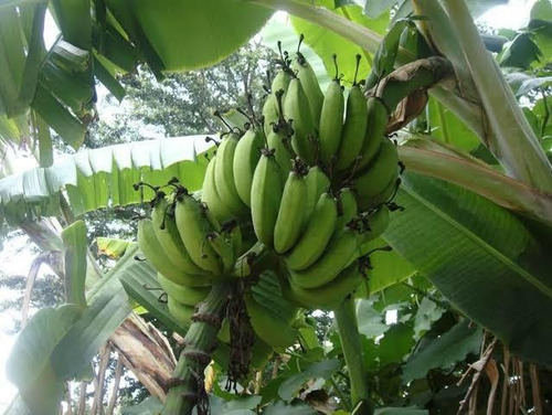Platano Roatan, Castilla, Manzano, Morado, Dominico, Plantas