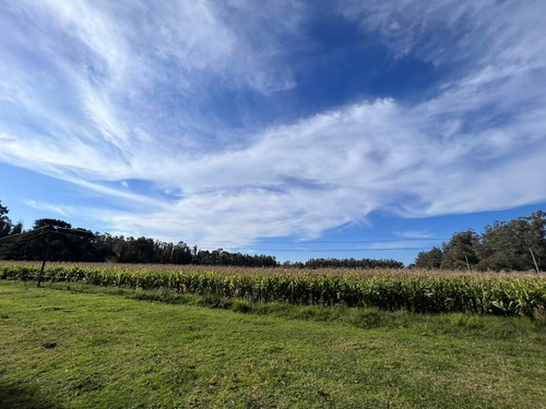 Imagen 11 de 14 de Venta Campo 115 Hectareas Ganadero Con Casco 700 Mts