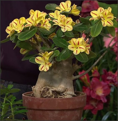  Adenium Rosa Del Desierto Color Piña