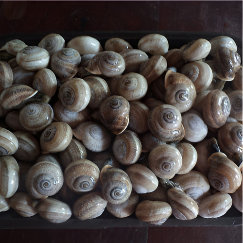 Caracoles De Tierra Congelados, Pre Cocidos.