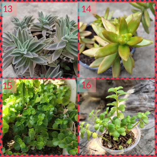 Suculentas Y Cactus Barinas