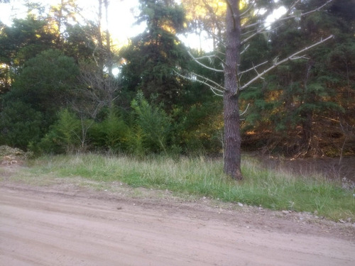 Imagen 6 de 6 de Gran Lote En Zona De Bosque, Hermoso Entorno!!!