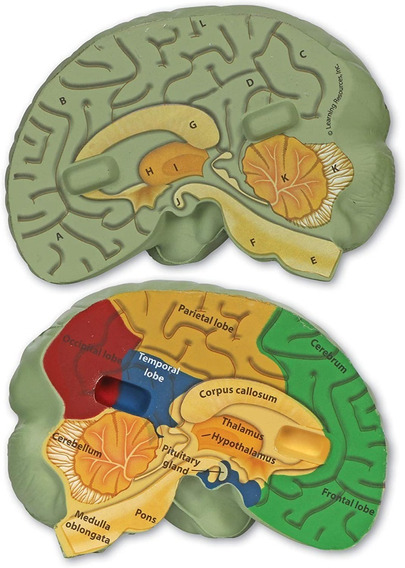 Modelos Anatomicos Cerebro | MercadoLibre ?