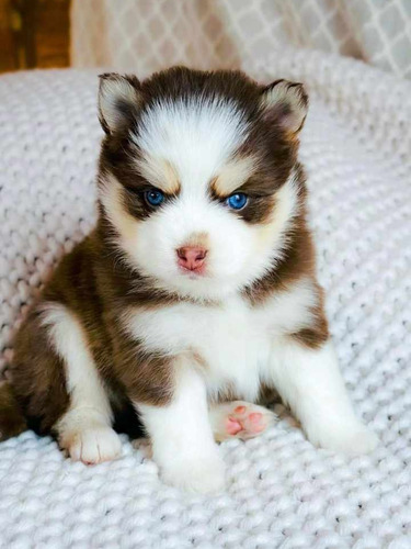 Cachorros Pomsky Bellos