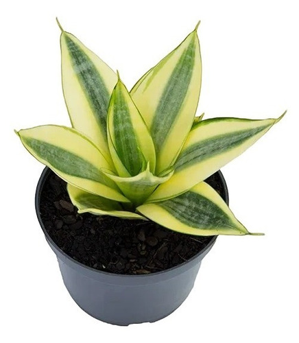 Planta De Sansevieria Trifasciata ' Hahnii ' 