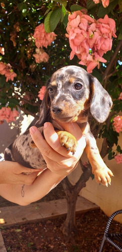 Filhote Dachshund (basset) Femea Linda Xom Pedigree