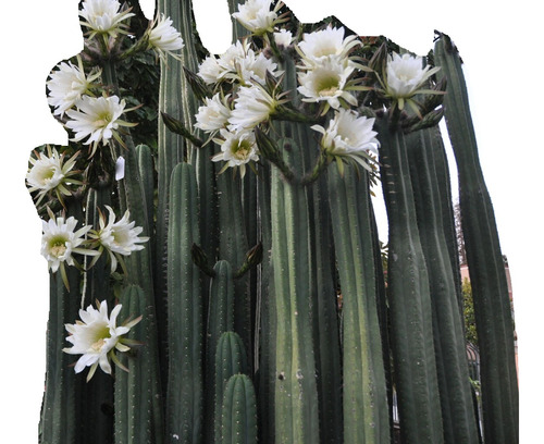 Cactus San Pedro 