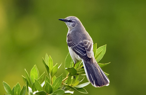 Alimento Para Aves Zenzontles, Calandrias, Jilgueros 800grs.