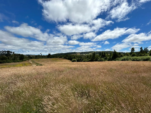 Venta Pc. 5.000 Mts.2 - Proy. Fundo Bellavista - Los Muermos