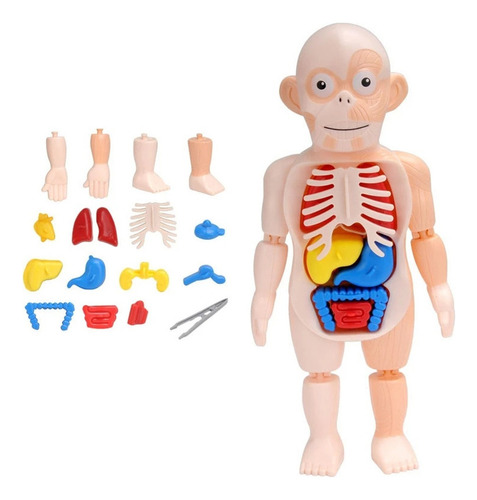 Juguetes Educativos 3d Para Niños Cuerpo Humano De Ciencia P