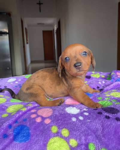 Cachorra Teckel Fawn Merle Med Bog