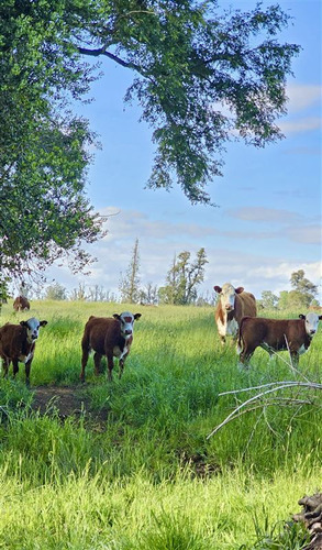 Parcela En Venta En Purranque