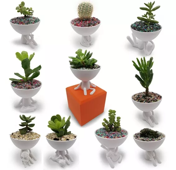 11 Macetas De Hombrecitos Cactus/suculenta Robert Plant