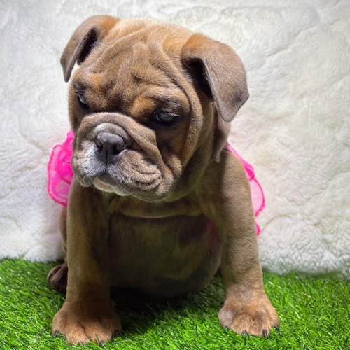 Bulldog Inglés (cachorros Eduancann)