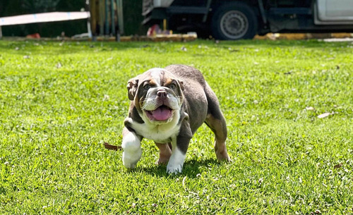 Imagen 3 de 3 de Bulldog Ingles Cachorros