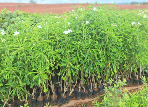 Muda De Jasmin Do Caribe - Floresce O Ano Todo De 70 Á 90cm