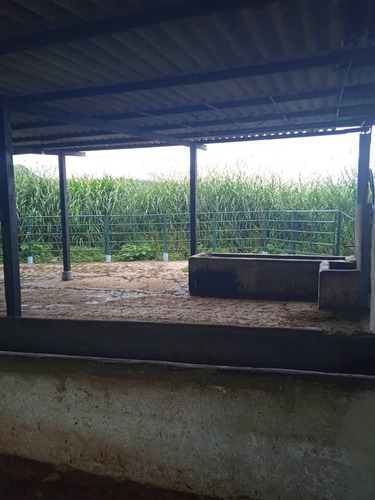 Imagen 9 de 9 de Lic Lino M. Juvinao Vende Finca En San Cristobal