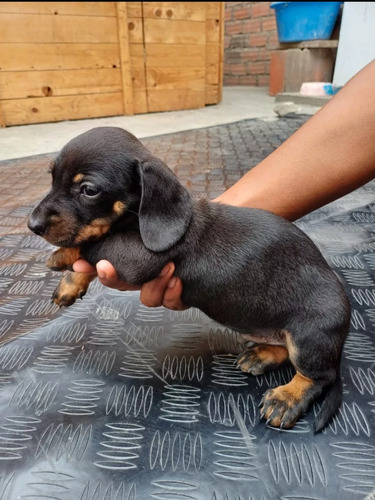 Cachorros Salchicha