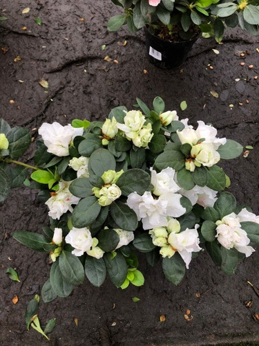 01 Azaléia Dobrada Branca Com Flores E Botões 30cm No Vaso | Parcelamento  sem juros