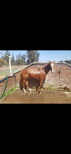 Caballos Arabes Y Angloarabes