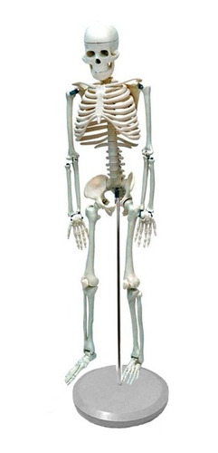 Modelo Anatómico De Estudio Esqueleto Humano 85 Cms