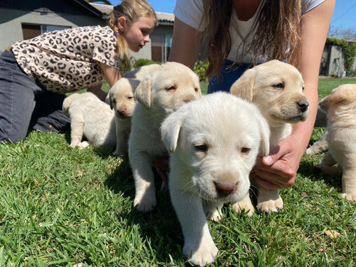 Cachorros Labrador Retriever Padres Inscritos