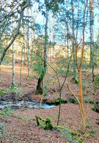 Panguipulli Venta De Lotes Sector Los Tayos