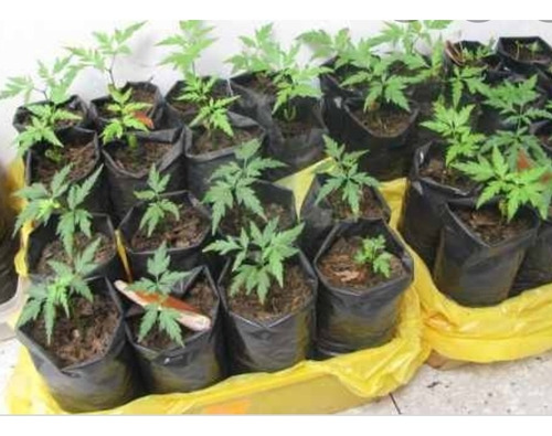 Imagen 1 de 4 de Neem Azadirachta Indica. Plantulas