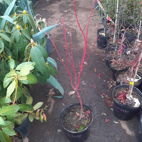 Imagen 4 de 5 de Arbol Acer Sango Kaku, Arce Japonés, Arce Enano 5lts