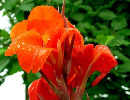 10 Semillas Exóticas Planta Canna Indica, Flor Del Cangrejo