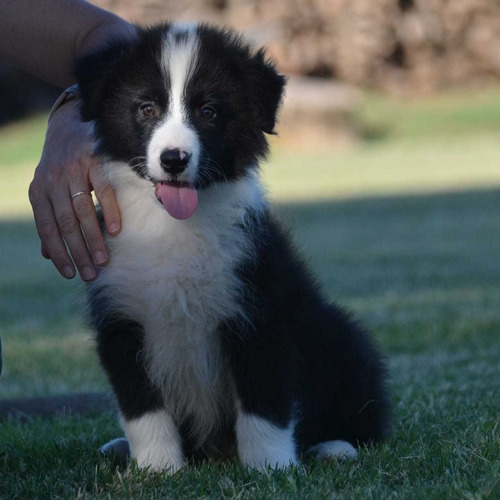 Cachorros Border Collie. Línea Belleza. C/pedigree.(reserva)