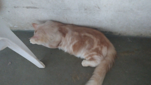 Lindo Filhote De Maine Coon Macho