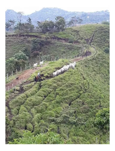 Venta De Finca En Vereda Paramillo, Fresno, Tolima