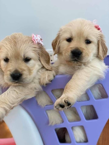 Cachorros Golden Retriver.