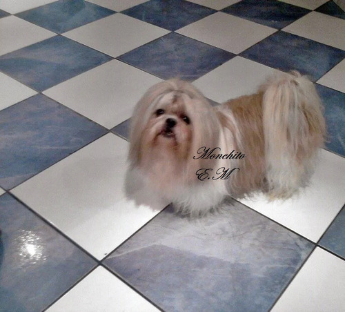 Preciosa Shitzu Cachorra Pura Shih Tzu Shihtzu Bella