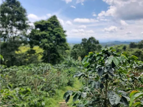 En Venta Finca Cafetera Certificada En Filandia Quindio