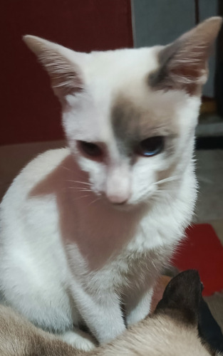 Gatito Blanco