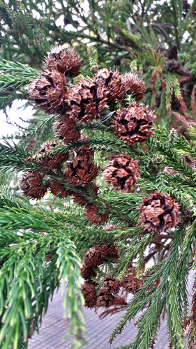 Semillas De Cedro Japonés (cryptomeria Japonica)
