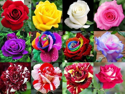 150 Sementes Rosa Arco-iris Vermelh Roxo Azul Rosa E Outras